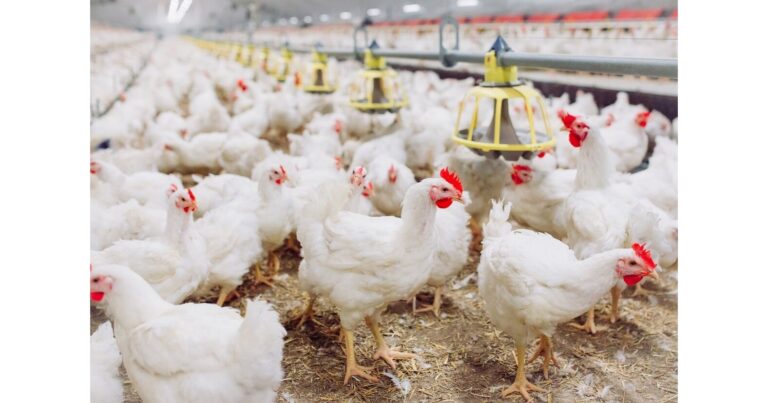 BiomEdit Initiates Final Field Safety Trial for Non-Antibiotic Poultry Biologic, Advancing Toward USDA Conditional Licensure BiomEdit Initiates Final Field Safety Trial for Non-Antibiotic Poultry Biologic, Advancing Toward USDA Conditional Licensure