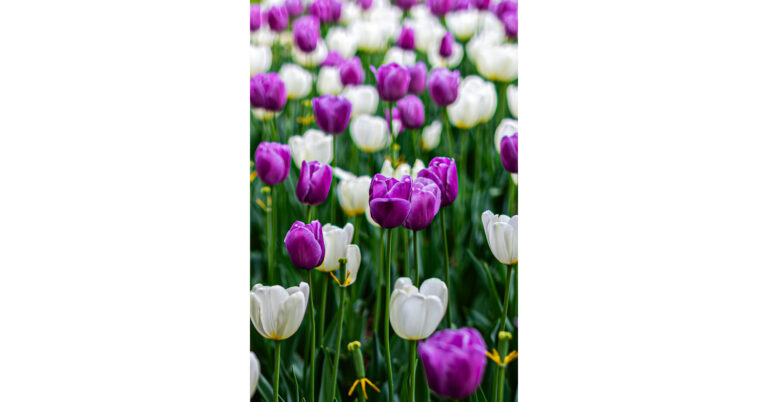 Tulipfest Blooms Bigger Than Ever at Botanica