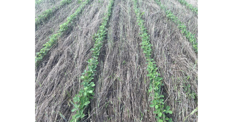 High Rye Seeding Rates Prove Effective for Weed Suppression