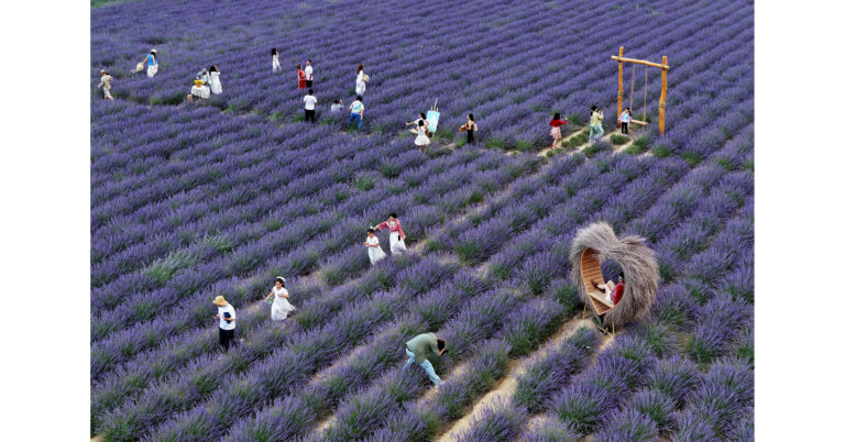 Village fortunes transformed through ‘purple economy’