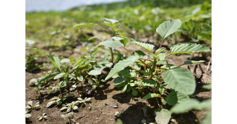 WSSA Applauds EPA’s Advancement of Six New Herbicides WSSA Applauds EPA's Advancement of Six New Herbicides